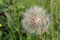 Dandelion flowers are white and fluffy with ripe seeds ready to fly away when the wind blows.
