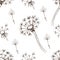 Dandelion flowers wildflowers graphic vector hand-drawn