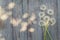 Dandelion flowers on wooden background