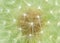 Dandelion fluff background