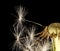 Dandelion fluff on a black background. macro