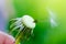 Dandelion fluff on a blurred background.