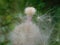 Dandelion fluff close-up on a blurred background