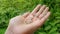 Dandelion fluff flies off my hand, slow motion. open palm. Down, fluff flying on a green background, the hand of a man. spring All