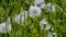 Dandelion fluff flying in wind