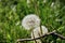 Dandelion fluff among green grass