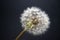 Dandelion fluff white flower on a gray background