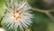 Dandelion fluffy closeup image with blur background