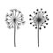 Dandelion Fluffy Flowers Set on White Background. Vector