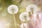 Dandelion with fluffy seeds, blurred backdrop. Round bloom dandelion head. Summer background.