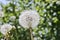 Dandelion with fluffy seeds, blurred backdrop. Round bloom dandelion head. Summer background.