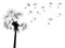 Dandelion flying background