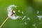 Dandelion flying on green background