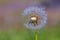 Dandelion flying on green background