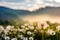 Dandelion at foggy sunrise in mountains