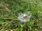 Dandelion forest woodland flower