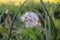 dandelion found in a field