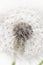Dandelion fragile blooming fluffy blowball small elegant flower on light background macro vertical wallpaper