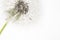 Dandelion fragile blooming fluffy blowball small elegant flower on light background minimalistic macro wallpaper