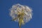 Dandelion in front of blue sky