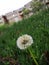 Dandelion in front of a building