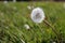 Dandelion full of seeds in a meadow bend by wind
