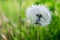 Dandelion fuzz in green grass