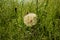 Dandelion goat beard on a green background. Organic dandelions close up devil feather