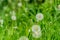 Dandelion gone to seed flower in a garden, centre focus blur background at springtime in a park