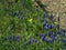 Dandelion and grape hyacinth blossom on meadow