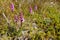 Dandelion and grape hyacinth flower from the Barents sea