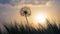 Dandelion among the grass against the sunset sky. Nature and botany of flowers