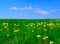 Dandelion grass background