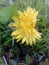 Dandelion grass field flower yellow green