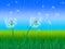 Dandelion Grass Shows Sky Flower And Environment