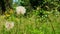 Dandelion and grass in the summer forest.