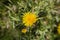 Dandelion in the grass on a summers day