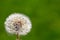 Dandelion on grassy background