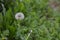 Dandelion Green Background Bokeh Mellow Overcast Lighting