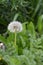 Dandelion Green Background Bokeh Mellow Overcast Lighting