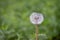 Dandelion Green Background Bokeh Mellow Overcast Lighting