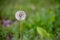 Dandelion Green Background Bokeh Mellow Overcast Lighting