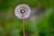 Dandelion Green Background Bokeh Mellow Overcast Lighting