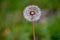 Dandelion Green Background Bokeh Mellow Overcast Lighting