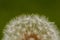 Dandelion on a green blurry background close-up macro