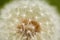 Dandelion on a green blurry background close-up macro