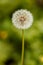 Dandelion on a green blurry background close-up macro