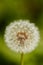 Dandelion on a green blurry background close-up macro