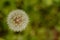 Dandelion on a green blurry background close-up macro