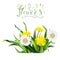dandelion, green grass, yellow flower illustration, isolated detailed vector, symbol of summer, spring, icon, bloom